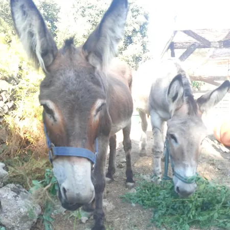 Guest house Le Puech, D'hotes En Cevennes Saint-Andre-de-Majencoules